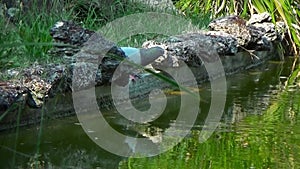 Pigeons drinking