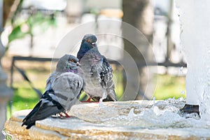 Pigeons drinking water in a fountain in Cadiz, Andalusia. Spain.