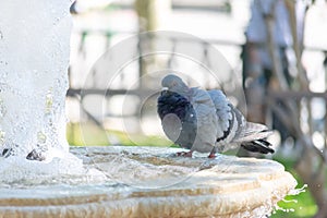 Pigeons drinking water in a fountain in Cadiz, Andalusia. Spain.