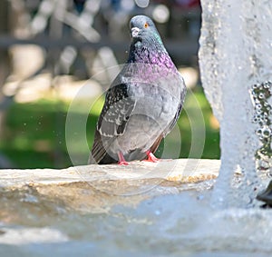 Pigeons drinking water in a fountain in Cadiz, Andalusia. Spain.