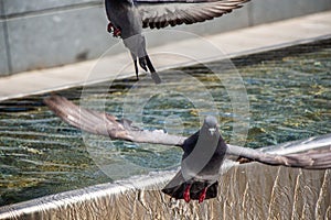 Pigeons drinking water from fountain at the city park