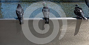 Pigeons drinking water from fountain at the city park