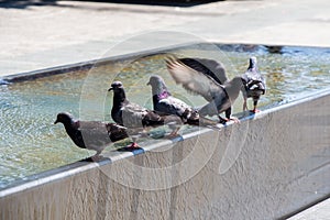 Pigeons drinking water from fountain at the city park