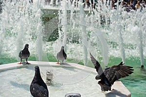 Pigeons drinking water from marble fountain at the city park