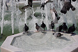 Pigeons drinking water from marble fountain at the city park