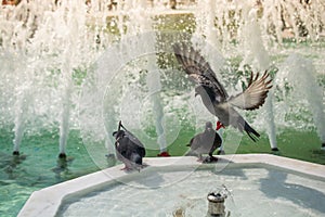 Pigeons drinking water from marble fountain at the city park