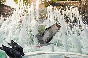 Pigeons drinking water from marble fountain at the city park