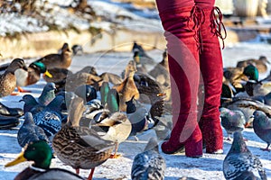 Pigeons and ducks walk at the feet of a girl in winter