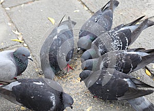 pigeons eat bread crumbs in the street of the European city