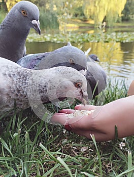 Pigeons eat grain from a child's palm in a park with a pond.