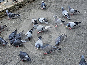 Pigeons eating bread crumbs thrown by tourists around the palace of fine arts in San Francisco California