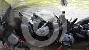 Pigeons are eating bread. No Sound.