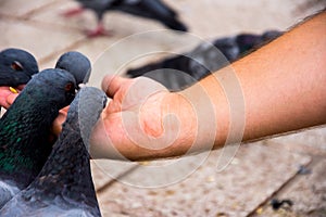 Pigeons eating the corns from the man hands