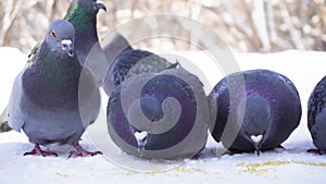 Pigeons eating grain in snow. Close-up of pigeons cautiously pecking grain in snow in park. Pigeons eating on street