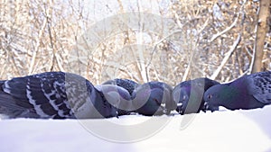 Pigeons eating grain in snow. Close-up of pigeons cautiously pecking grain in snow in park. Pigeons eating on street