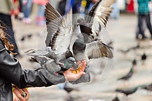 Pigeons Eating from Hand photo