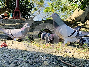 Pigeons eating rice grains on the roadside