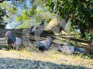 Pigeons eating rice grains on the roadside