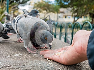 Pigeons eating rice hand