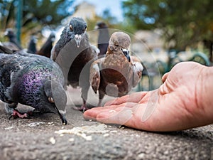 Pigeons eating rice hand