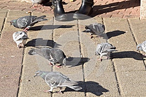The pigeons eating some bread, cakes,