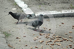 Pigeons eating in the street