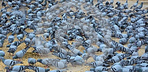 Pigeons eating on street