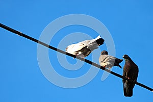 Pigeons on electrical wires against blue sky background