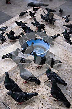 Pigeons at the Eminonu Square