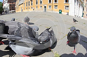 pigeons in the European city square