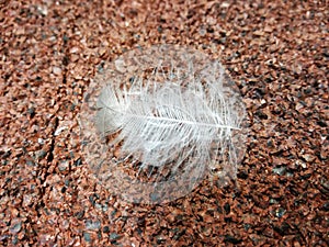 Feather on floor