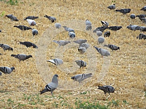 Pigeons feathers food hunting natural animal urban beak photo