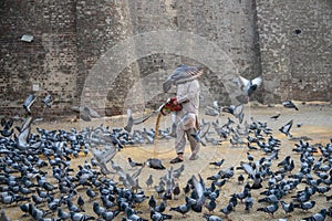 Pigeons Feeder Multan photo