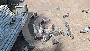 Pigeons feeding in the city Park