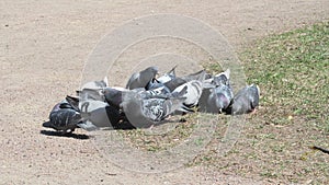 Pigeons feeding in the city Park