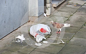 Pigeons feeding on garbage in Antwerp