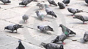 Pigeons Feeding on the Ground