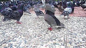 Pigeons feeding in the park. They are flying around and walking on the concrete