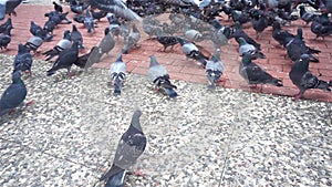 Pigeons feeding in the park. They are flying around and walking on the concrete