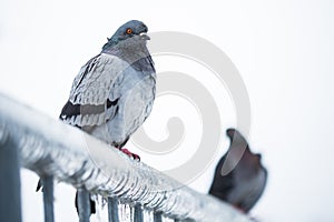 Pigeons on a fence full of sleet