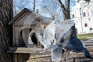 Pigeons fighting for food in house for birds