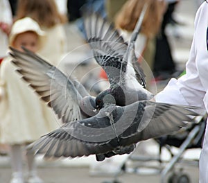 Pigeons Flapping While Eating