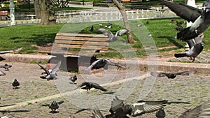 Pigeons on the floor in Istanbul city