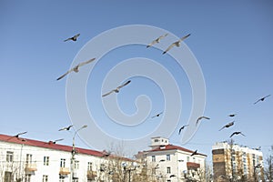 Pigeons fly across sky in city. Birds in flight