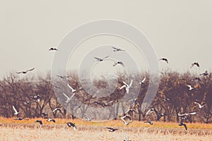 Pigeons Fly After Harvesting and Plowing Fields