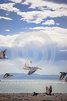 Piccioni sul Spiaggia 