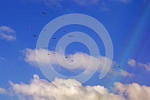 Pigeons flying, blue sky, white clouds