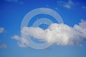 Pigeons flying, blue sky, white clouds p1