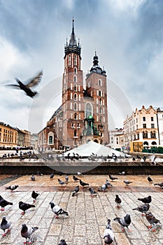 Pigeons flying in Cracow, Poland old town with St. Mary\'s Basilica