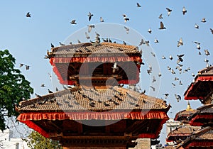 Pigeons flying at Durbar Square in Kathmandu